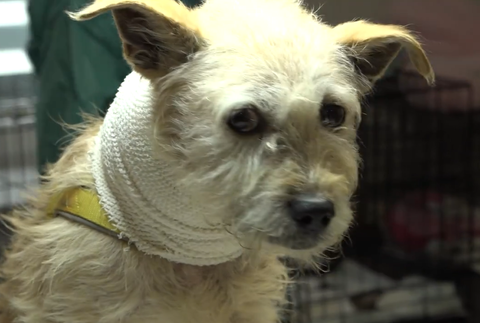 Nevinné obete ľudskej krutosti: Dva psíky mali lano vrastené do krku 