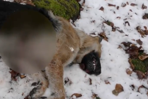 Zastrelené psy v Snine