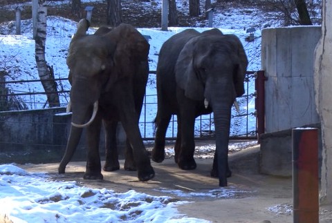Slony dostanú nové bývanie 