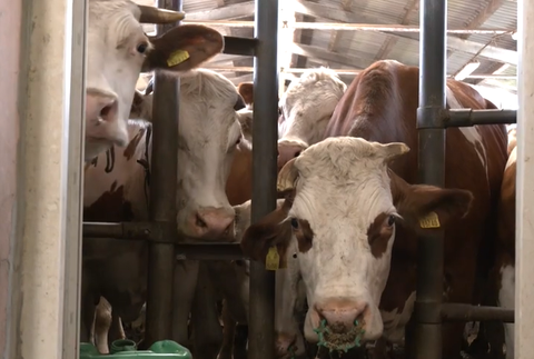 Screenshot 2024-05-19 092014