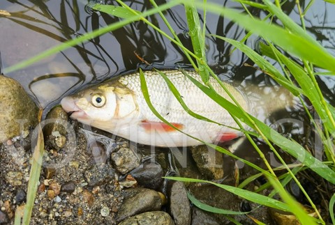 Úhyn rýb na rieke Hron