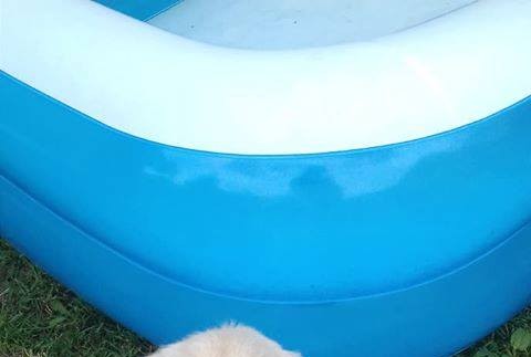 Pomôžte Saške a Lenke, ktoré už od nedele smútia. Stratila sa ich verná Meya