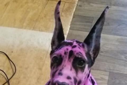FOTO: Majiteľka nafarbila svoju dogu na ružovo. Dôvod vás zaskočí