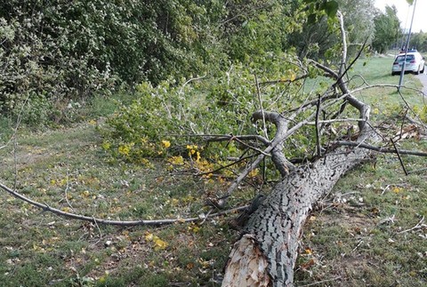 Silný vietor zabil 14-ročného chlapca, strom spadol na deti na prechádzke