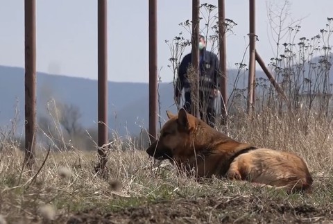 pes il psy v osade (2)