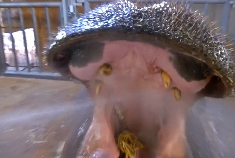 Umývanie zubov hrochom v pražskej ZOO