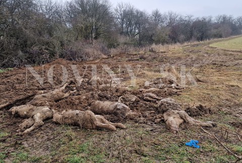 WhatsApp Image 2023-03-07 at 10.18.03