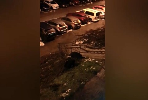 Diviaky na sídlisku 4