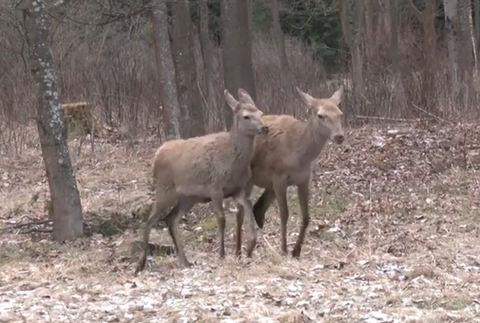 Screenshot 2024-05-17 092410