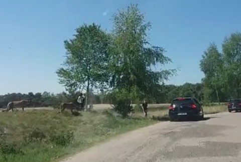 Gepardi a návštevníci