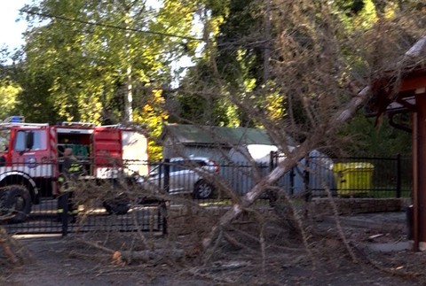 Na budovu plnú zamestnancov sa zrútil strom. Majiteľ obviňuje mesto