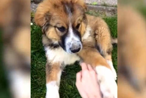 Na prechádzke im zastrelili psa 