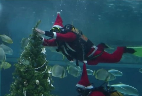 Stromček pre žralokov