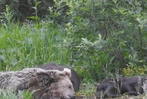 Medvedia rodinka našla nový domov ďaleko od ľudí.