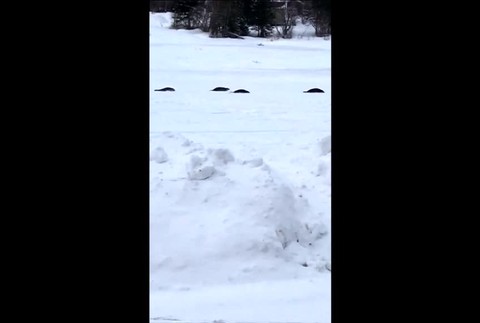 [multi] Po uliciach mesta sa pohybujú tulene. Do mora sa vrátiť nevedia, cesta im zamrzla 8673