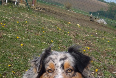 Stratil sa Jimmy, ktorý je nenahraditeľným členom rodiny. Pomôžte zúfalej rodine