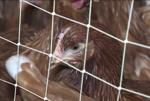 Slováci pozor! Na trh sa dostalo viac ako 5000 kg kuracieho mäsa so salmonelou