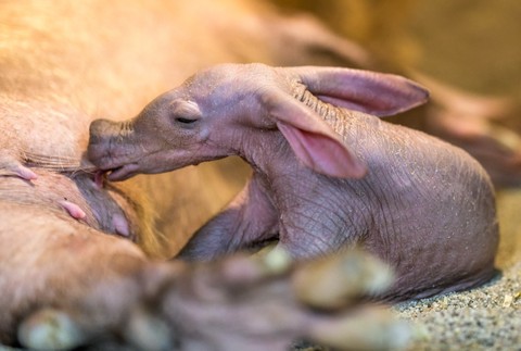 Hrabáč takaru v Zoo v Prahe 