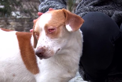 [multi] Šokujúci prípad z okolia Bardejova. Našli tam psa, ktorému niekto do očí nalial kyselinu 272