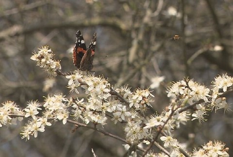 čerešňa prvý máj (3)