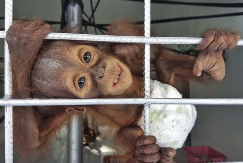 Zachránený orangutan 