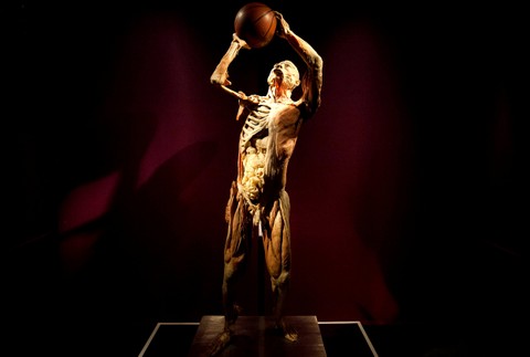 Human Body výstava Incheba