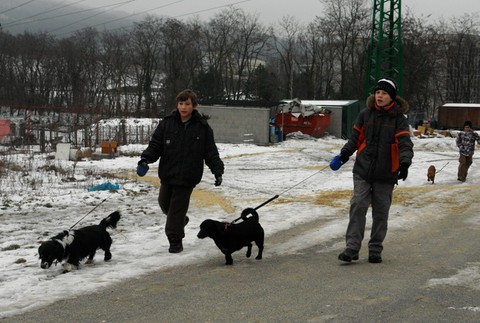 chlapci vencia psikov, utulok polianky