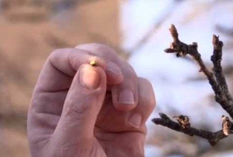 Na Orave pučia stromy