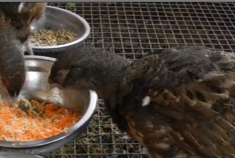 Slovensku hrozí žaloba od Európskej únie. Prichádzame o vzácneho vtáka z doby ľadovej