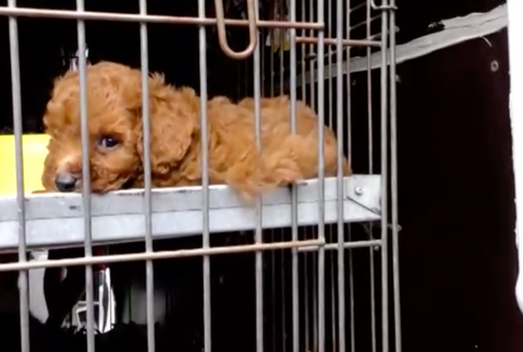 Takmer stovku šteniatok pochádzajúcich zo Slovenska našli v Nemecku. Prepravovali ich tam ilegálne