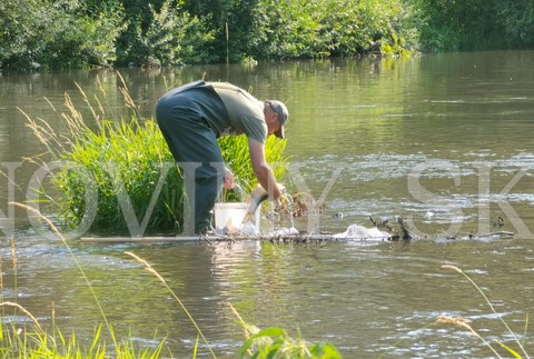 Úhyn rýb na rieke Hron