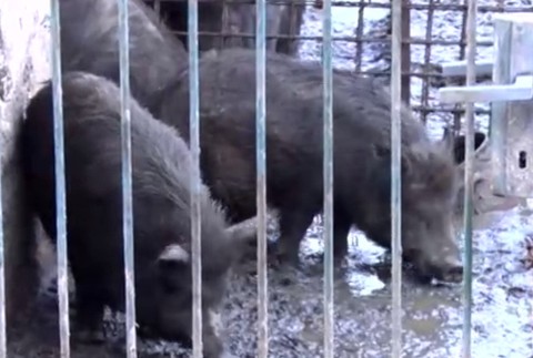 Obyvateľov trápi neznesiteľný zápach a potkany. Majiteľ ošípaných ignoruje aj úrady 