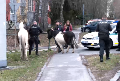 Koník a poník na sídlisku