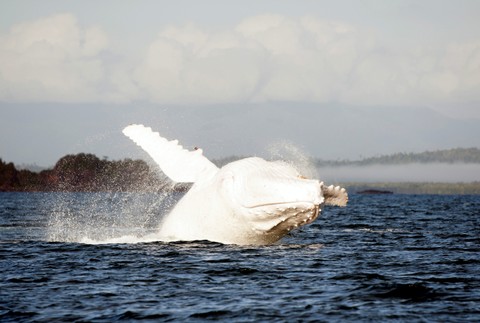 Biela veľryba Austrália 3