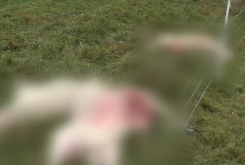 Vlci roztrhali tri ovce pri dome.