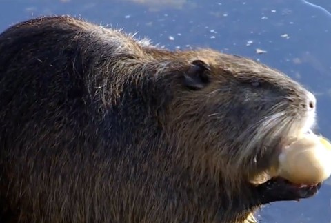 Chovali ich na mäso a kožušinu. Na Slovensku sa im zapáčilo aj vo voľnej prírode