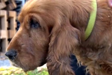 Kokeršpaniel mal po tele hnisajúce rany. Majiteľ ho vyhodil pri frekventovanej ceste