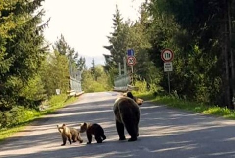 medvede na ceste