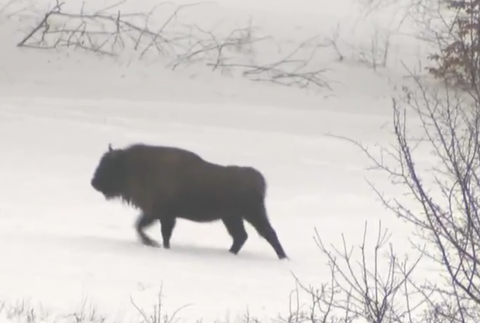Stopovanie zubrov v Poloninách