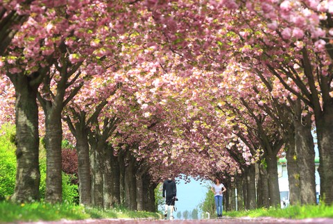 alej čerešňa ilustračné foto