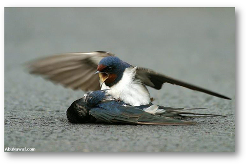 zrazená lastovička