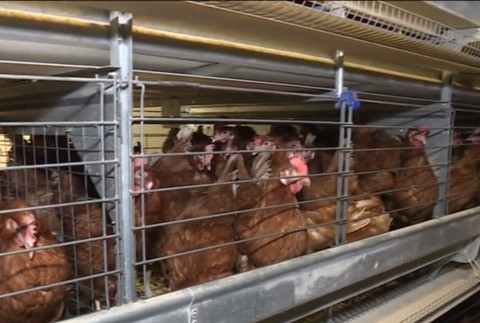 Slováci pozor! Na trh sa dostalo viac ako 5000 kg kuracieho mäsa so salmonelou