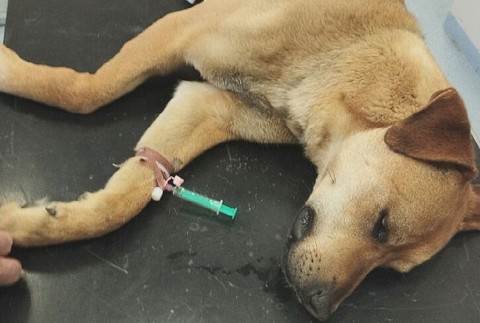 KN Zneuzite tyrane zvierata (4)