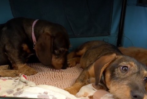 Detektívka pri hľadaní majiteľa psíkov. Ukázali sa chyby v čipovaní