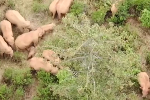 Sloní pochod v Číne