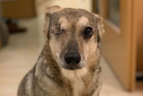 pes Martina Chynoranského