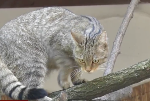 Netradične rozsiahle pátranie  po mačke divej