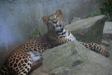 Bratislavskú Zoo náhle uzavreli. Hľadali mláďa leoparda
