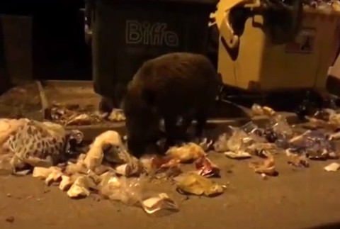 Diviaky na sídlisku 