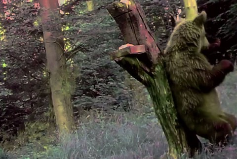 Zábery, aké len tak neuvidíte. Mladý medveď tancoval v lese